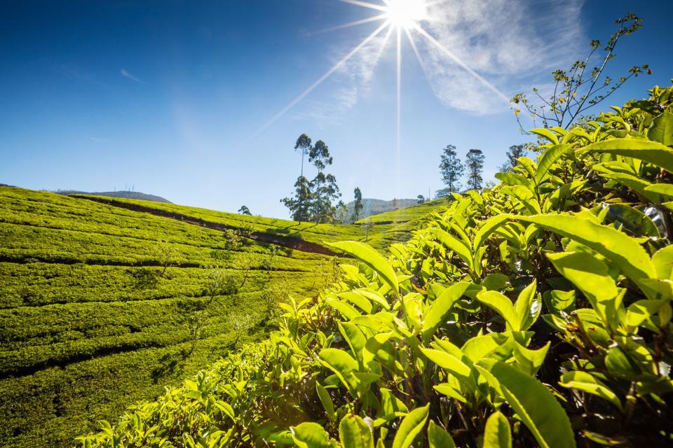 Las plantaciones de té , no title ! , Sri Lanka