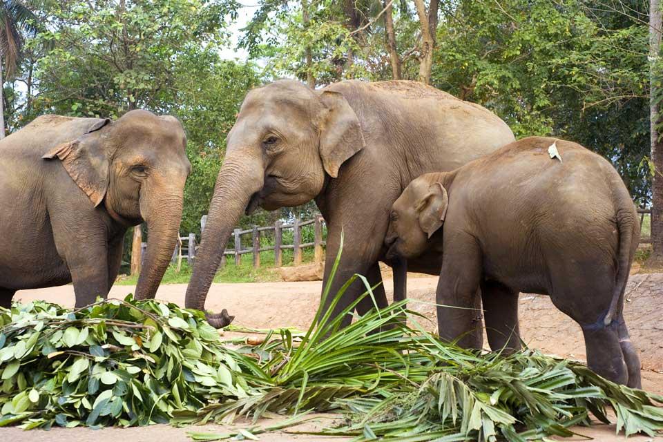 Gli elefanti e le riserve , Sri Lanka