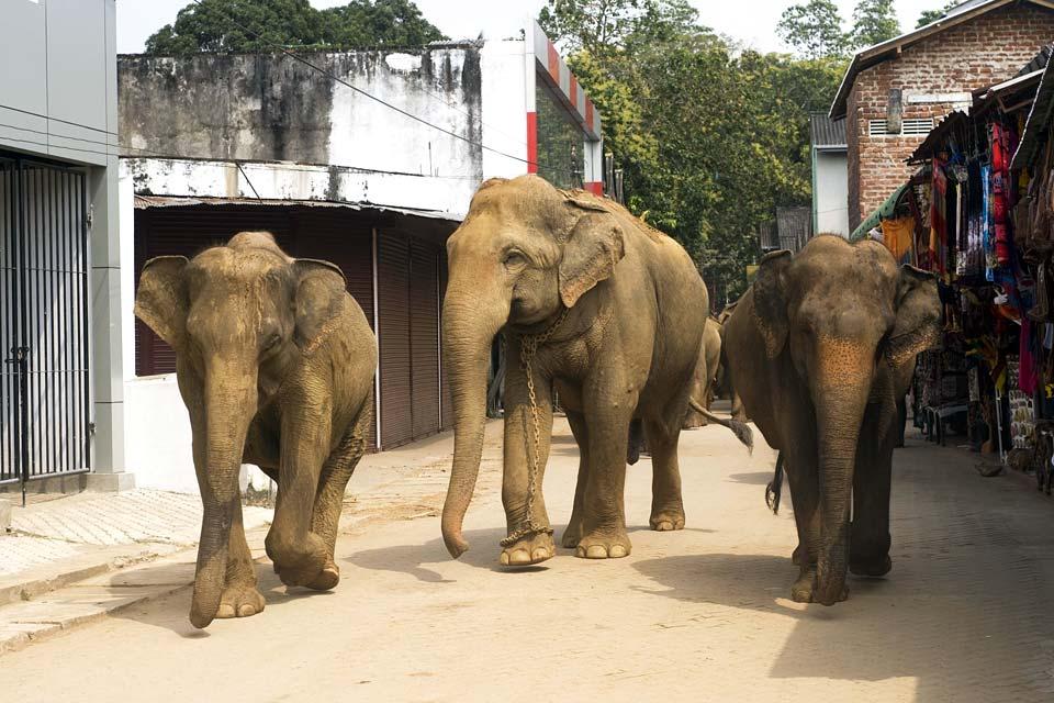 Los elefantes y las reservas , Sri Lanka