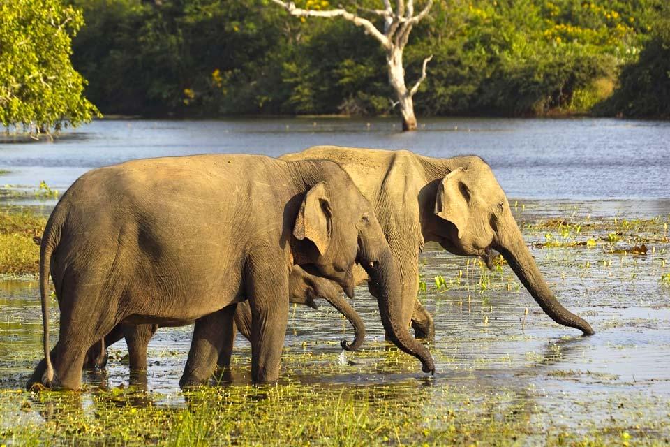 Gli elefanti e le riserve , Sri Lanka