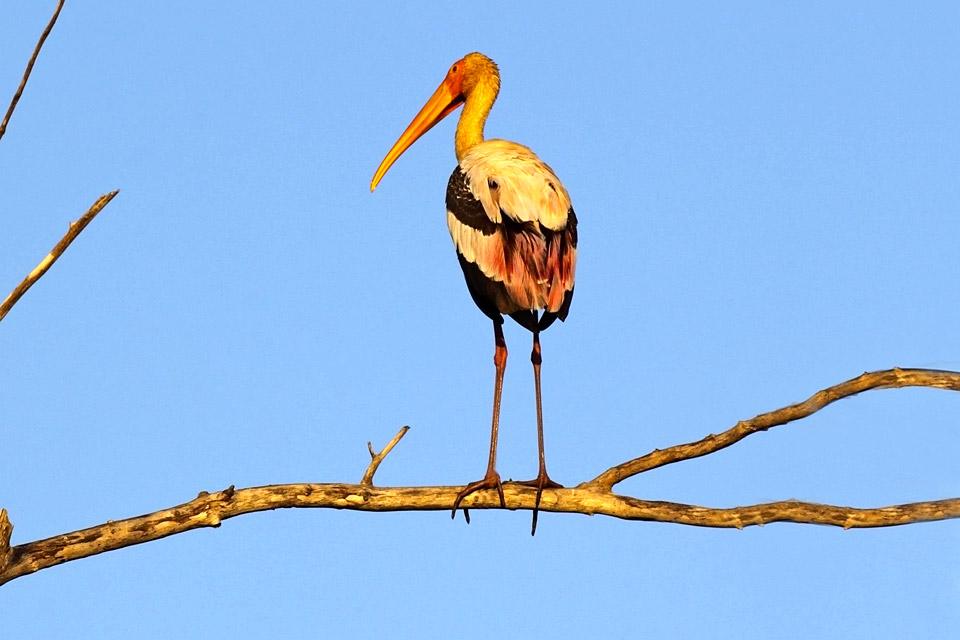 Die Vogelwelt , Sri Lanka