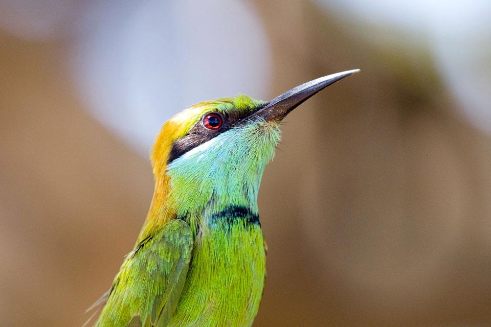 Los amantes de la ornitología , Sri Lanka