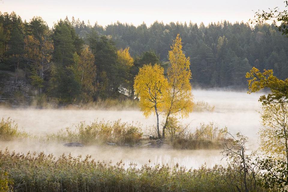 Die WÃ¤lder. - Schweden