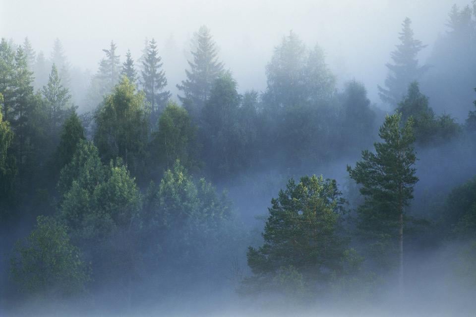 Los bosques , Entre brumas y bosques , Suecia