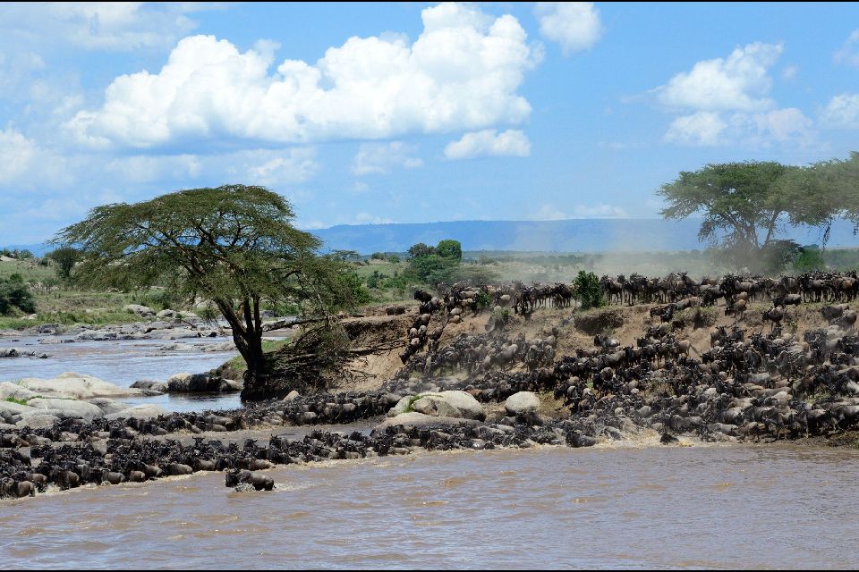 Les paysages du Nord , La grande migration en Tanzanie , Tanzanie