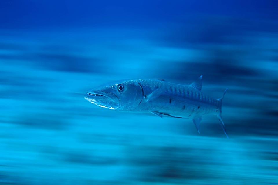 La faune aquatique , Barracudas , Tanzanie