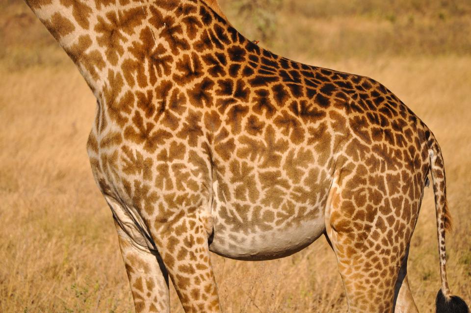 le Parc National du Manyara , Girafe dans le parc Manyara , Tanzanie
