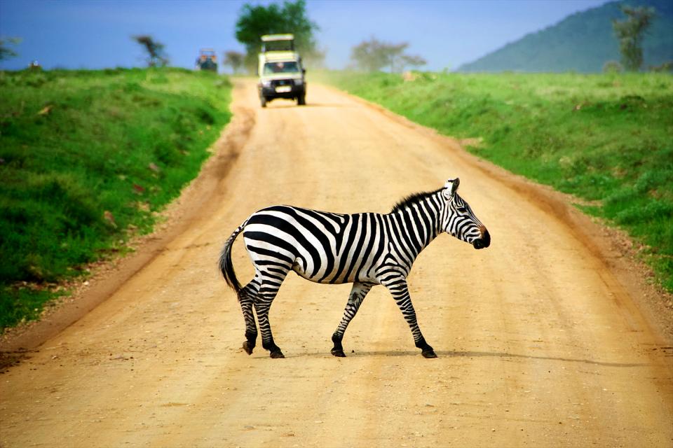 El Parque nacional del Serengeti , Safari en el Serengueti , Tanzania