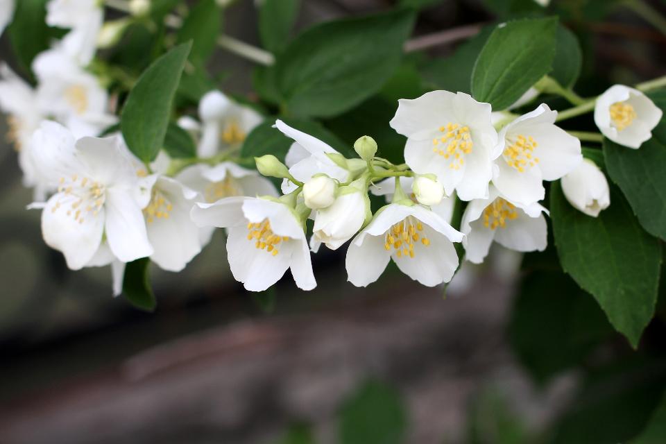 la-flora-trinidad-y-tobago