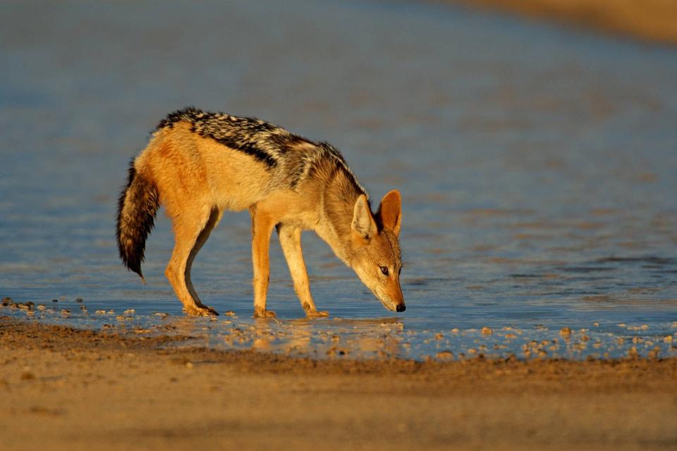 Land wildlife - Tunisia