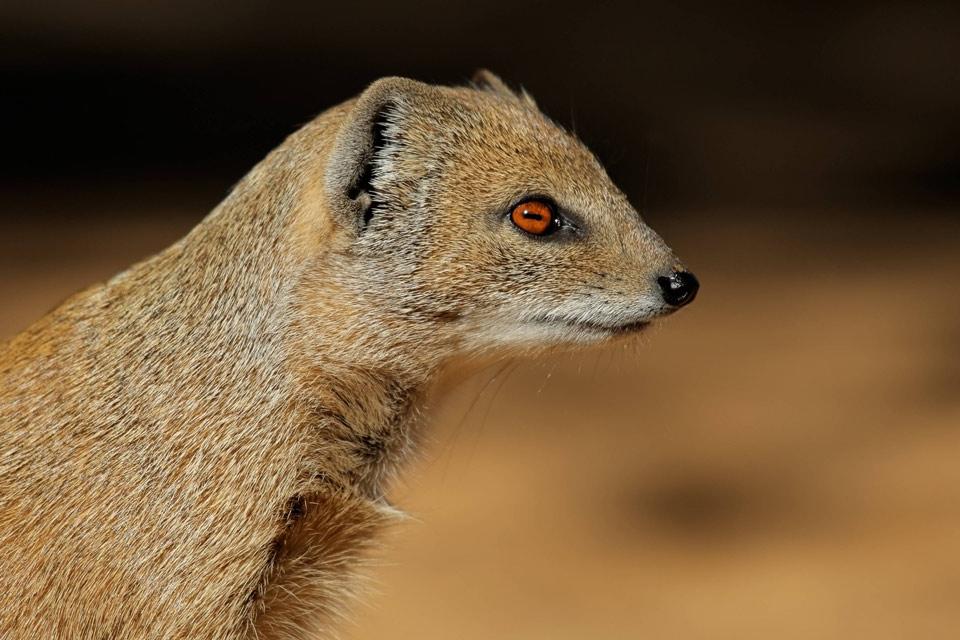 Land wildlife - Tunisia