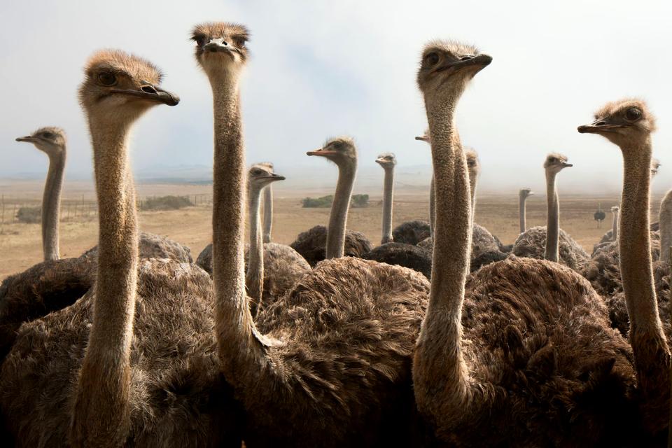 La fauna terrestre , Un avestruz salvaje , Túnez