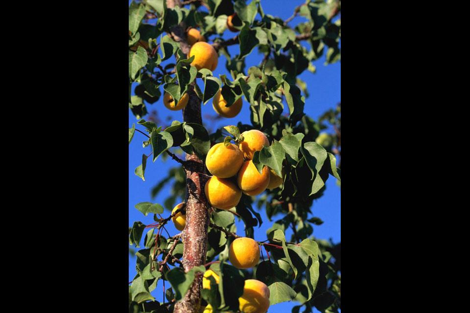 Plantlife , Apricots , Turkey