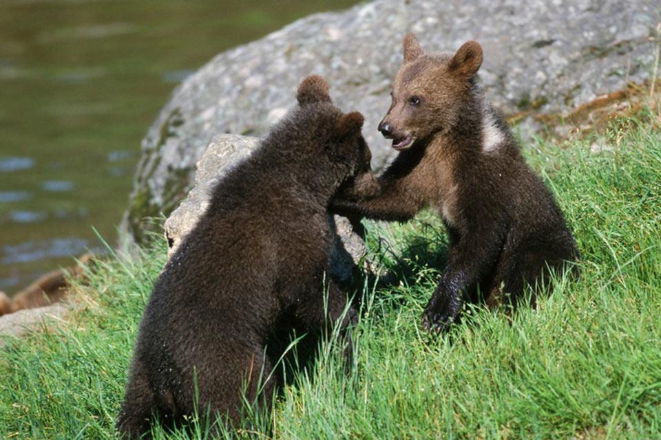 Parc national de Kalamaki , Petit ours brun , Turquie