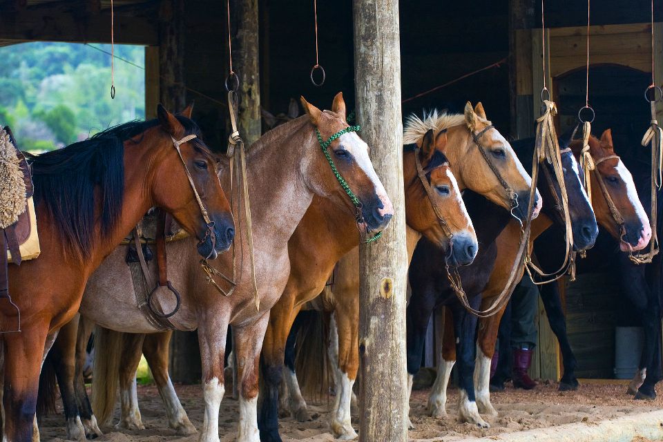 Las zonas rurales, la sabana , Una de las patrias del caballo , Uruguay
