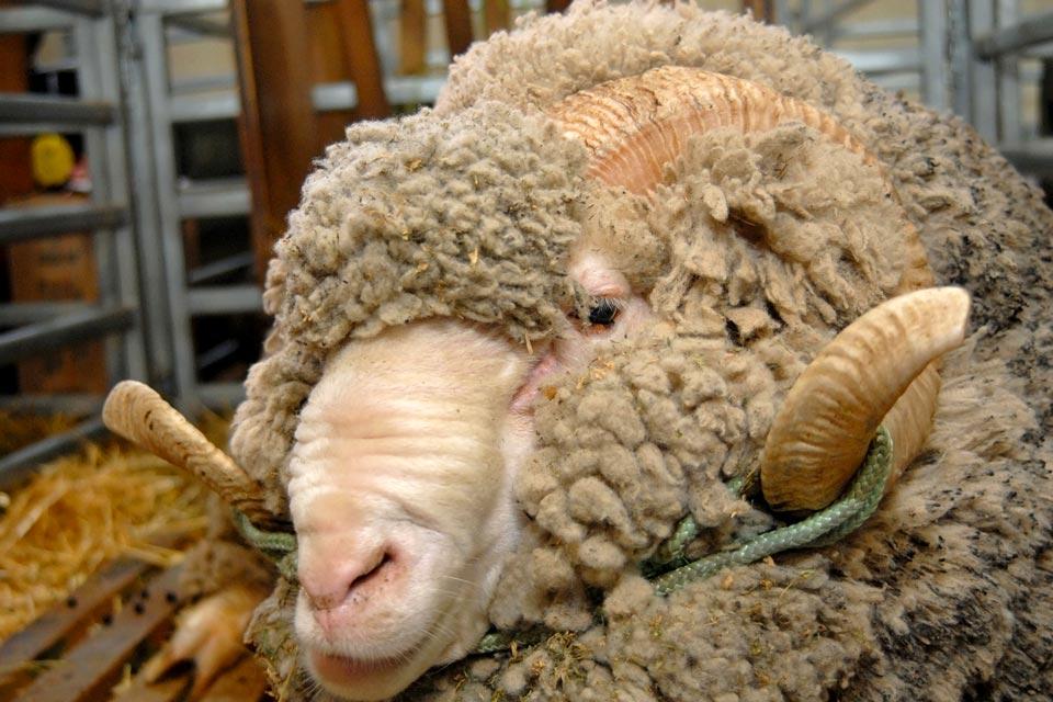 La Faune , Les moutons , Uruguay