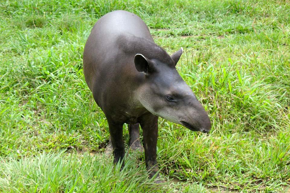 La Faune , Le tapir , Uruguay