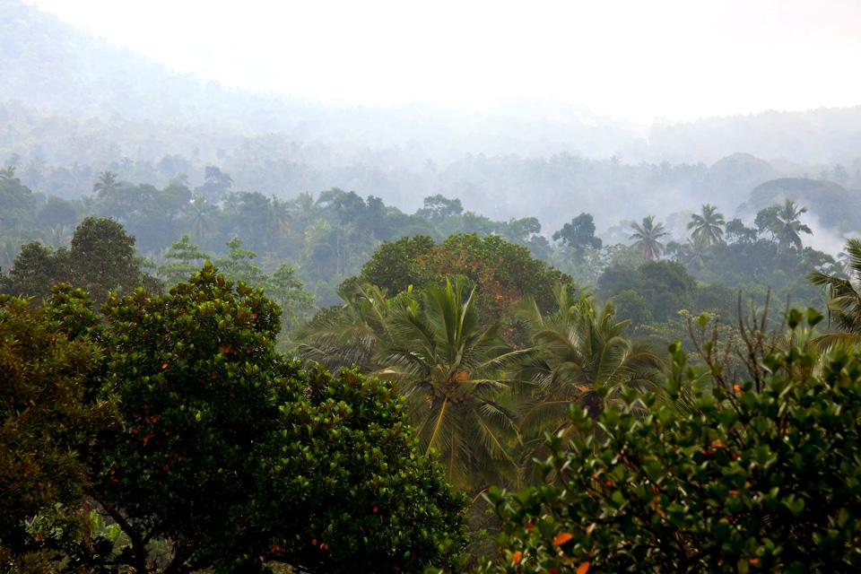 La forêt tropicale , Vanuatu