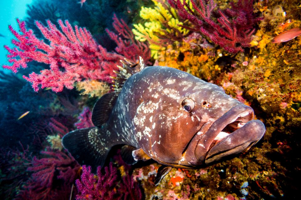 La fauna submarina, La fauna, Zanzibar
