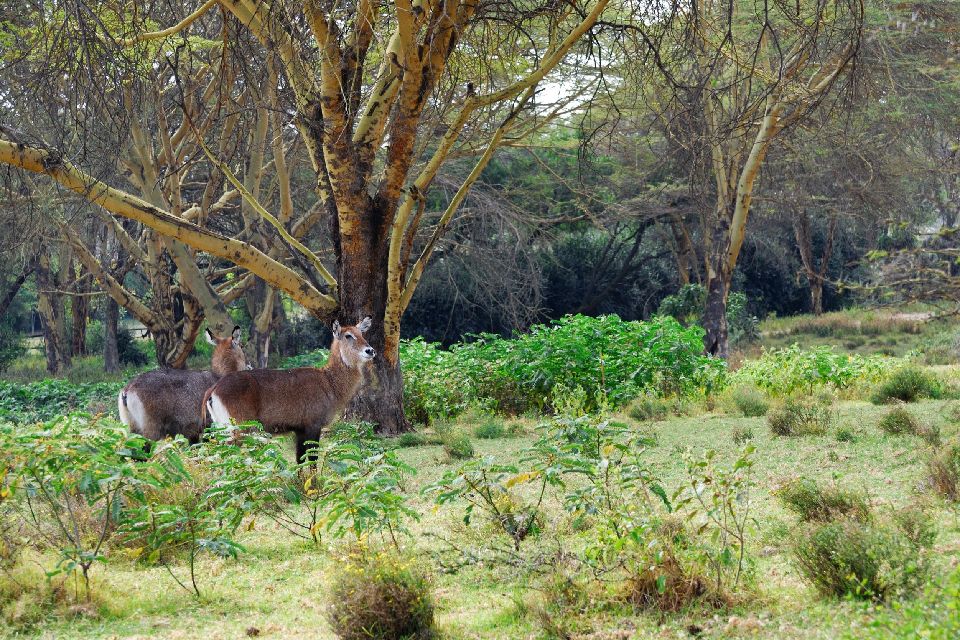 Le Chimanimani National Park , Zimbabwe