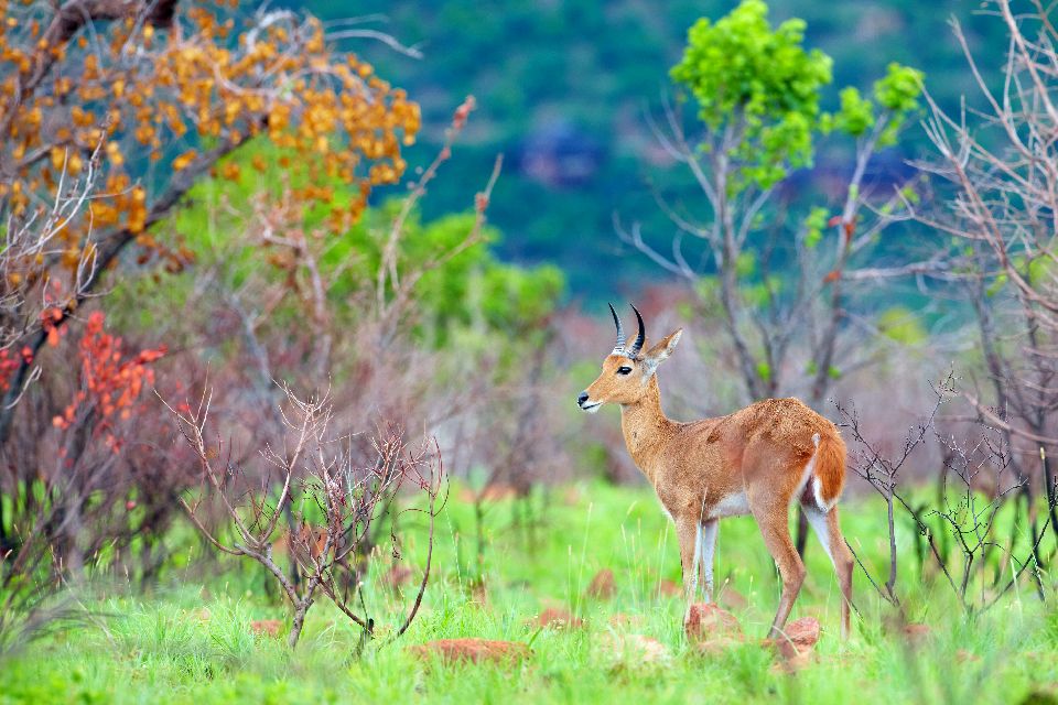 El Parque Nacional Nyanga , Zimbabwe
