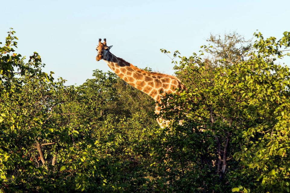 El Parque Nacional Matopos , Zimbabwe