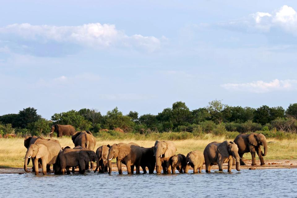El Parque Nacional Hwange , Zimbabwe