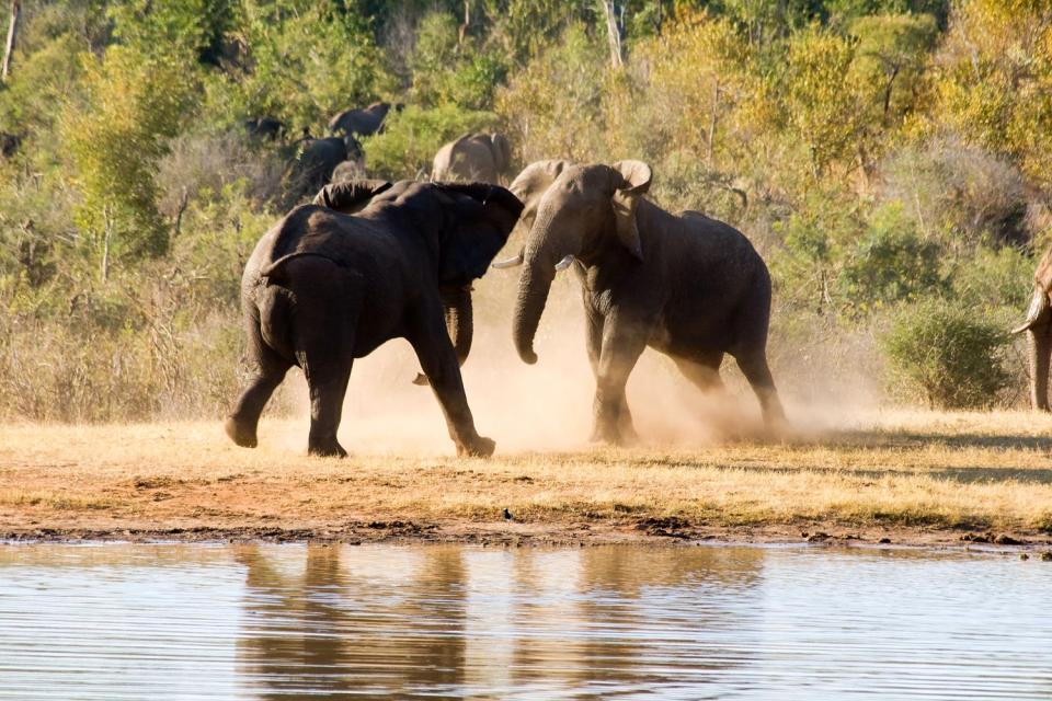El Parque Nacional Hwange , Zimbabwe