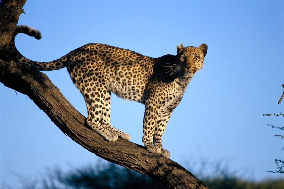 Mammifères , Le léopard , Botswana
