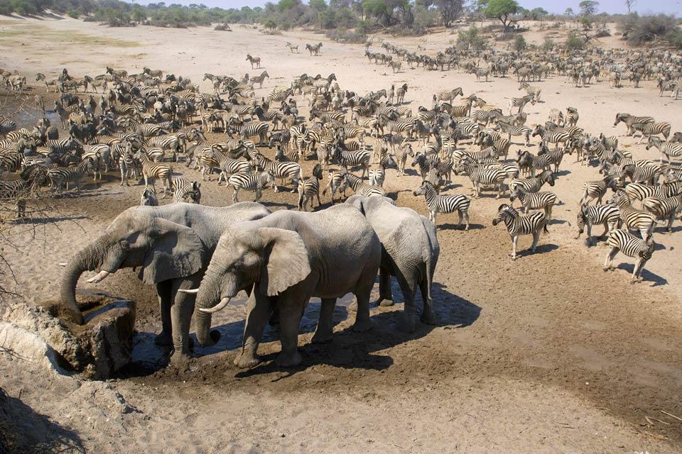 Mammifères , Les éléphants , Botswana