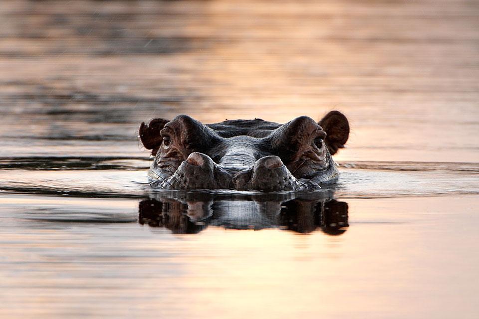 Mammifères , Les hippopotames , Botswana