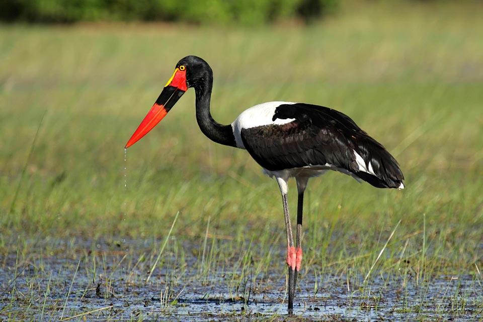 Oiseaux , Les oiseaux de l'Okavango , Botswana