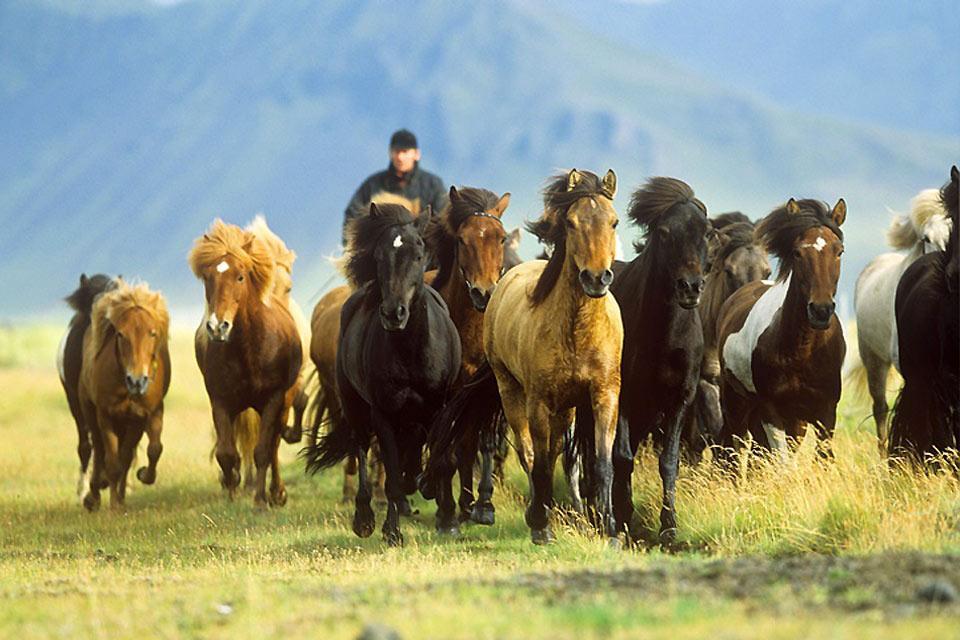 Equitation , Islande