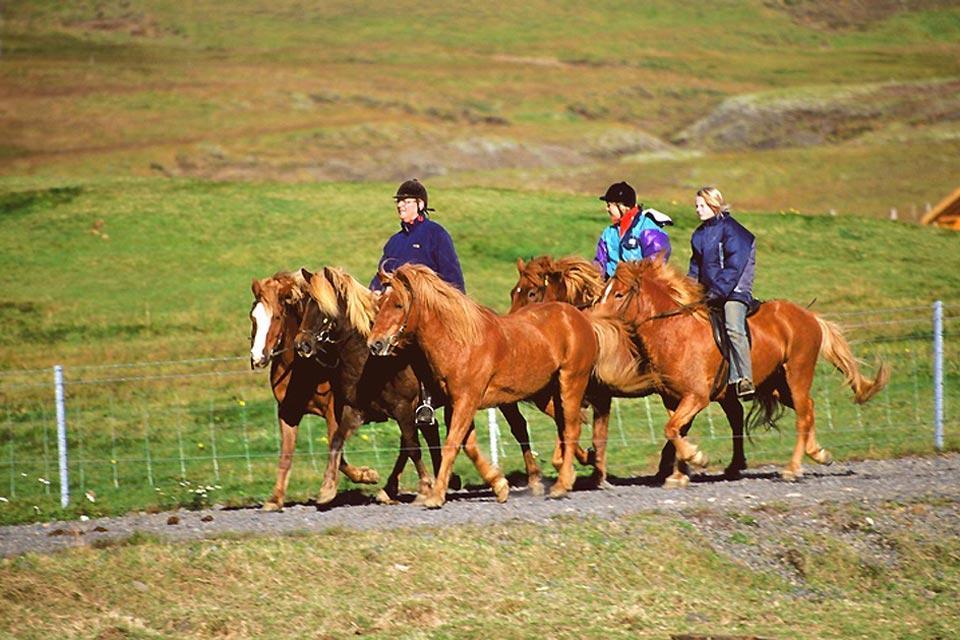 Equitation , Balade à cheval en Islande , Islande