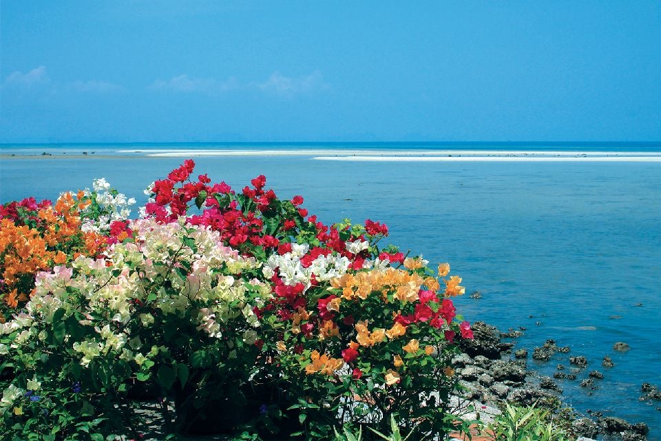 La végétation luxuriante , Bermudes