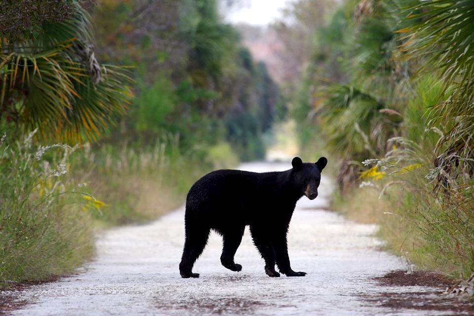 St Marks River State Park , L'ours noir d'Amérique , Etats-Unis