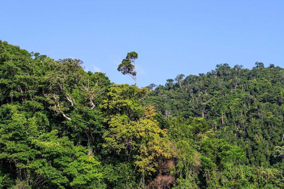 La selva lluviosa , Madagascar