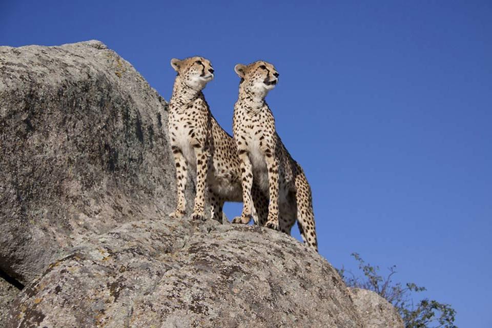 Meru and Samburu Reserves and Mount Kenya National Park - Kenya