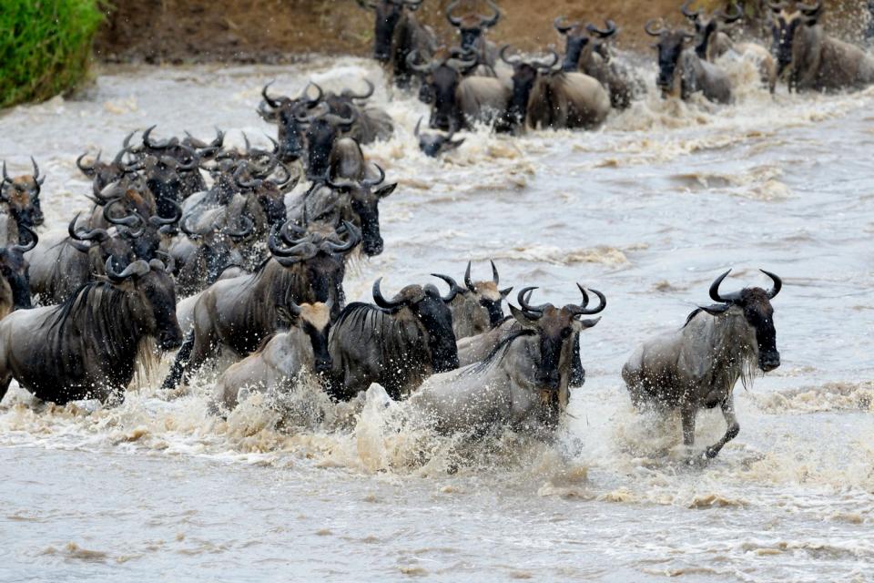 La reserva de Masai Mara , La Gran Migración , Kenia