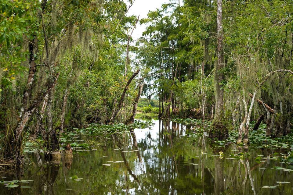 El Parque nacional de los Everglades , El Parque Nacional de los Everglades, Florida , Estados Unidos