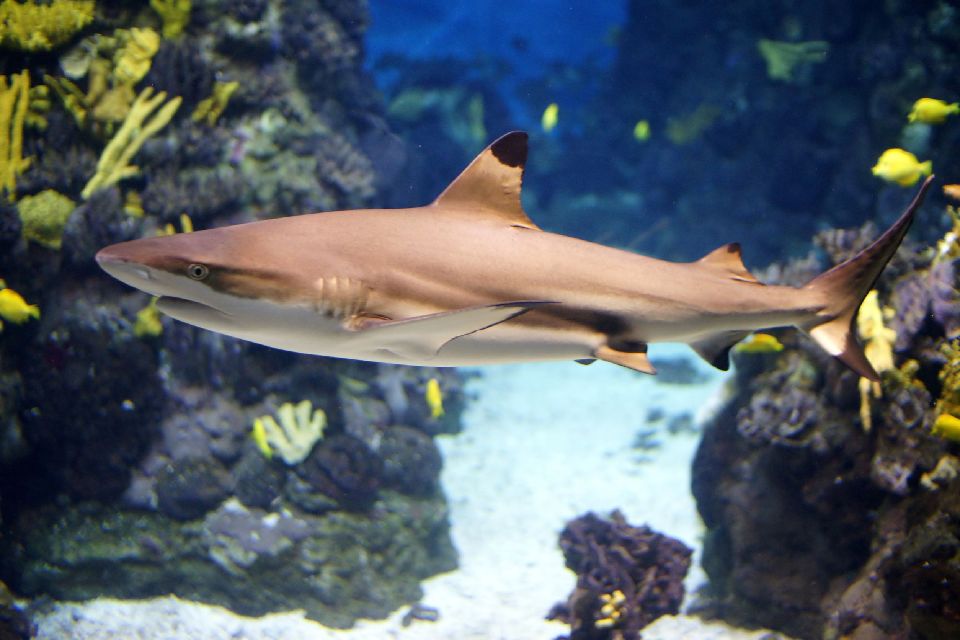 L'Aquarium des Bermudes , Bermudes