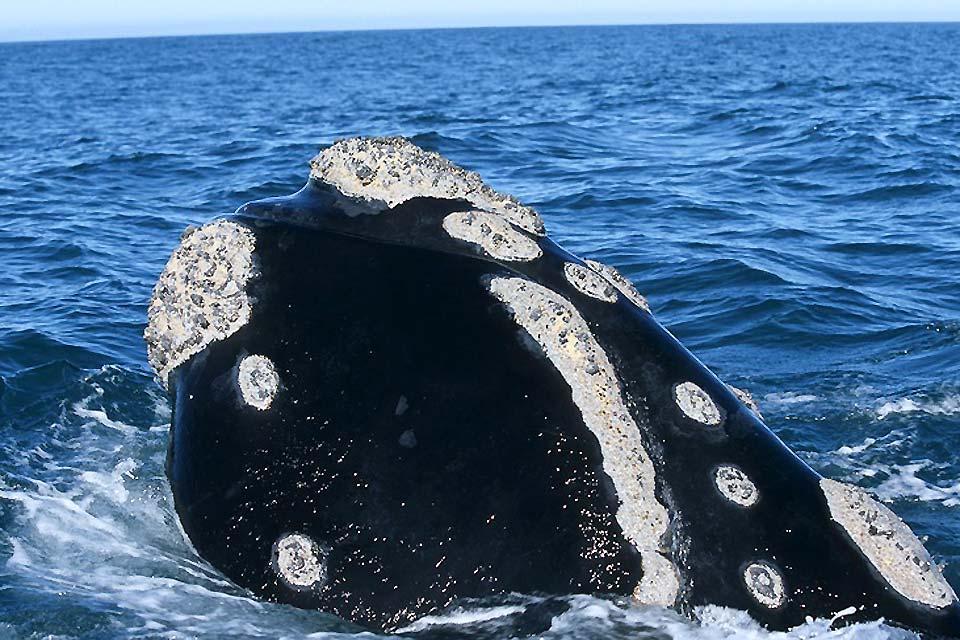 Le balene , Le varie specie di balene , Sudafrica