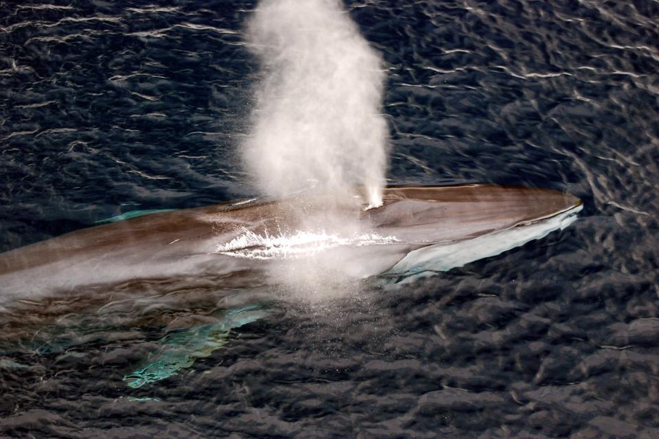 Le balene , La balena blu , Sudafrica