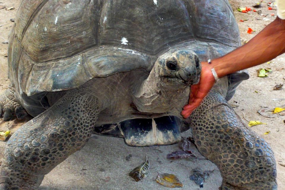 Silhouette , Une tortue géante , Seychelles