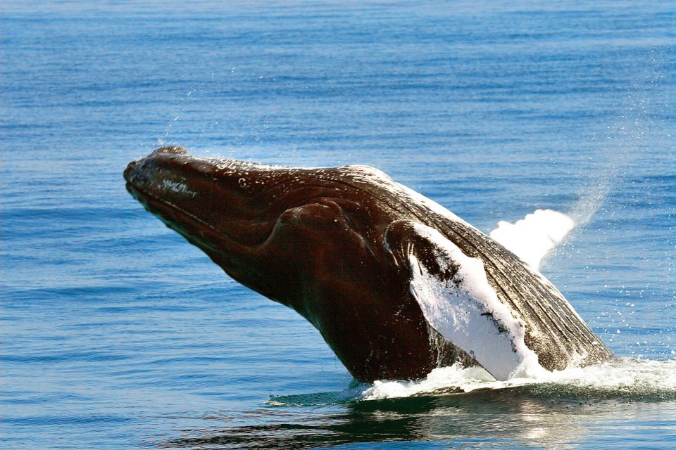 , Die Wale auf der Halbinsel Samana, Die Fauna und Flora, Dominikanische Republik
