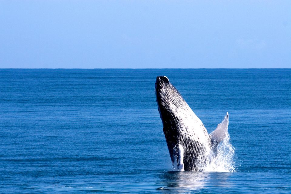 Las ballenas de la península de Samana, Les baleines de la péninsule de Samana., Fauna y flora, República Dominicana