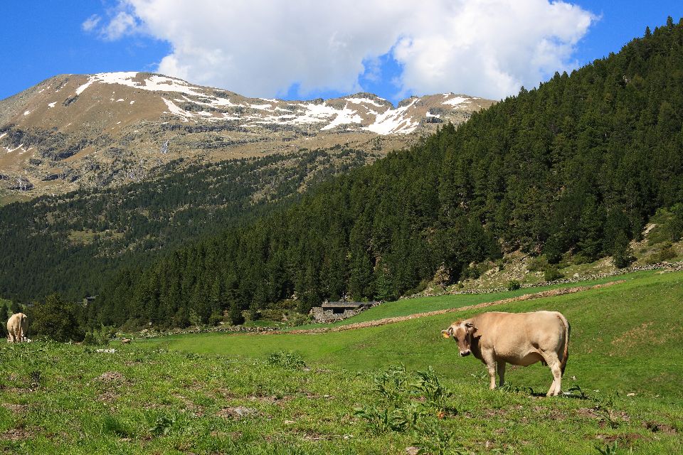 La fauna andorrana , Andorra