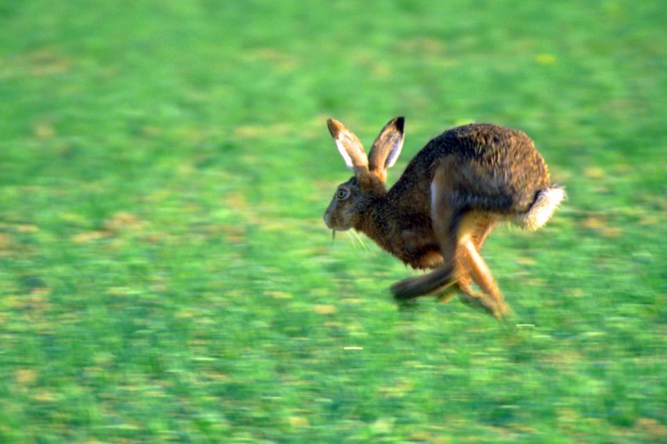 Зайцы бегали в лесу. Заяц бежит. Заяц прыгает. Заяц в прыжке. Заяц убегает.