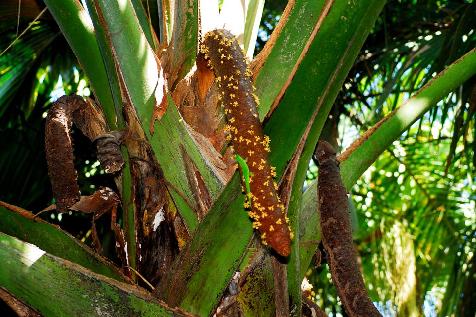 Le Coco de mer , Endémique de la Vallée de Mai à Praslin , Seychelles
