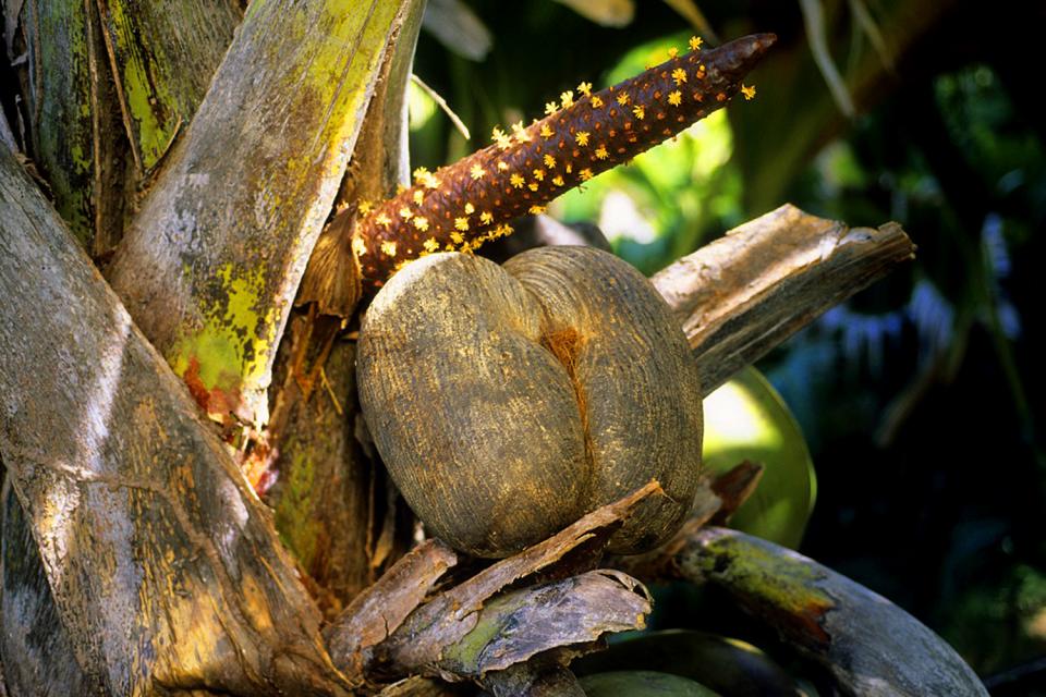 Die Meereskokosnuss , Die Kokospalme "Coco-Fesse" , Seychellen